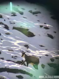 Chamois à la longue vue.