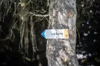 Les Sapins