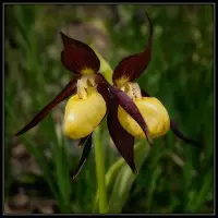 flore de montagne.jpg