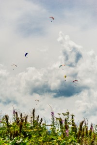Darentasia