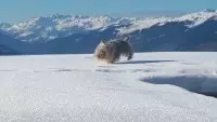 chien du shop