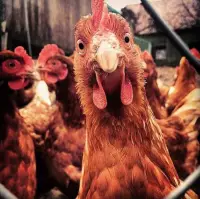 Poulet roti Saveurs des Cimes