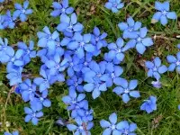 Fleurs