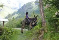 Caline