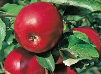 La Ballastière pommes