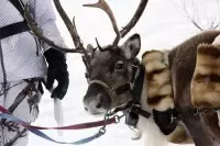 RUDOLPH