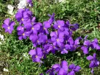Fleurs