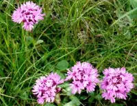Fleurs