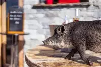 Sanglier