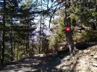 Sentier en forêt - balisage