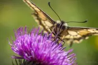 Machaon sur un chardon à tige nue