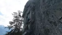 Rochefleur