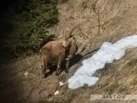 Bouquetin à la longue vue.
