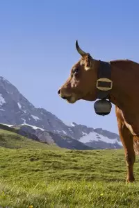 Visites guidées