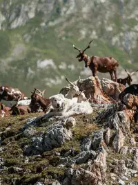 Chien de montagne et troupeau de chèvres dans un alpage rocheux.