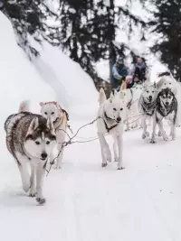 Chiens de traîneau huskys courant dans la neige en montagne dans les Alpes