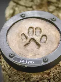 Moulage d'une empreinte de patte de lynx boreale sur un socle en bois texturé, avec une étiquette portant l'inscription 'Le Lynx', exposé au Muséum des Animaux de Montagne