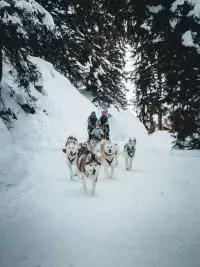 Vue aérienne d’un traîneau à chiens dans un paysage enneigé en forêt
