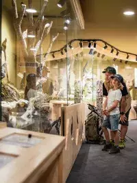 Vue intérieure d'une galerie d'exposition moderne avec des dioramas en bois et verre. Une famille, dont un enfant et un homme avec un sac à dos, observent les animaux naturalisés, avec un autre couple à l'arrière-plan.